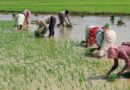 किसानों के लिए खुशखबरी- MSP में 50% तक की बढ़ोतरी को मिली मंजूरी
