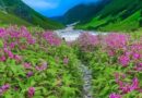 एक जून से खुलेगी विश्व प्रसिद्ध फूलों की घाटी, ऑनलाइन पंजीकरण की शुरुआत