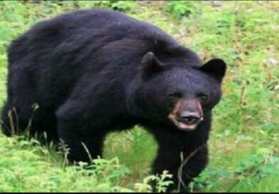 राज्य में बढ़ते भालू के हमले- वन विभाग शासन को भेजेगा घायलों को 10 लाख तक की राशि देने का प्रस्ताव