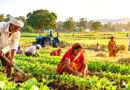 The Role of Agriculture in Generating Rural Employment – India Times Group