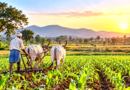 The Importance of Agriculture in India’s Economic Development – India Times Group