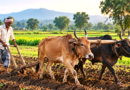 How Traditional Farming Practices Continue to Shape Indian Agriculture – India Times Group
