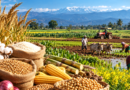 Major Agricultural Crops Grown Across Different Indian States – India Times Group