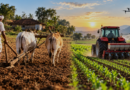 The Evolution of Indian Agriculture: From Traditional Farming to Modern Methods – India Times Group