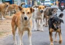 आवारा कुत्तों की बढ़ती संख्या से लोग परेशान, हमलों और काटने की घटनाओं ने बढ़ाई चिंता