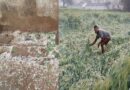 मुरादाबाद में मौसम का कहर, कहीं ओलावृष्टि तो कहीं गिरे पेड़, किसानों की फसलें बर्बाद